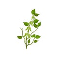 Flat vector icon of flowering snow peas with bright green leaves. Leguminous plant. Agricultural crop