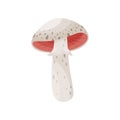 Flat vector icon of forest mushroom with pink gills and ring on stem. Type of deadly poisonous fungus Royalty Free Stock Photo