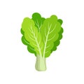 Flat vector icon of fresh collard. Leafy green vegetable. Healthy ingredient for vegetarian salad. Organic food Royalty Free Stock Photo