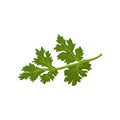 Flat vector icon of fresh green cilantro. Natural condiment. Annual herb used in cooking. Ingredient for flavoring Royalty Free Stock Photo