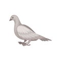 Flat vector icon of gray dove, side view. Bids with big wings. Fauna and ornithology theme Royalty Free Stock Photo