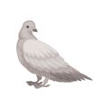 Flat vector icon of gray dove, side view. Bird with small head and short legs. Wild feathered animal Royalty Free Stock Photo