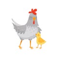 Flat vector icon of gray mother hen with her little yellow chick. Domestic bird. Element for poster or postcard Royalty Free Stock Photo