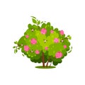 Flat vector icon of green bush with gentle pink roses. Beautiful garden flowers. Nature theme. Landscape element Royalty Free Stock Photo
