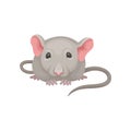 Flat vector icon of little mouse, front view. Gray mice with big pink ears, small shiny eyes and long tail. Domestic