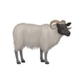 Flat vector icon of male sheep. Ram with black face, gray thick woolly coat and big curved horns. Domestic animal