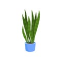 Flat vector icon of sansevieria trifasciata or snake plant in blue pot. Decorative houseplant with long bright green Royalty Free Stock Photo