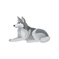 Flat vector icon of Siberian husky lying isolated on white background. Dog with fluffy gray coat. Home pet. Domestic Royalty Free Stock Photo