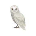 Flat vector icon of snowy owl, side view. Large bird with white-gray feathers. Wildlife and fauna theme