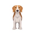 Flat vector icon of standing beagle, front view. Lovely puppy with shiny eyes. Small hunting dog with short coat and