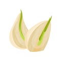 Flat vector icon of two sprouted cloves of garlic. Aromatic plant. Culinary ingredient. Natural product