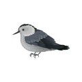 Flat vector icon of white-breasted nuthatch. Winter songbird with long beak. Small feathered creature. Ornithology theme