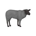 Flat vector icon of young sheep. Farm animal with gray woolly coat. Domestic creature. Livestock farming