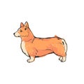 Cute Corgi dog. Flat vector illustration. Hand drawn graphic