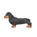 Cute dachshund dog. Flat vector illustration. Hand drawn graphic