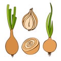 Flat vector illustration of fresh onion with leaves. Image of vegetables, summer season. Drawn by hands. Isolated over white Royalty Free Stock Photo