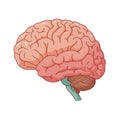 Flat vector illustration of human brain, human brain diagram, vector illustration of human brain Royalty Free Stock Photo