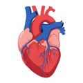 Flat vector illustration of human heart, human heart diagram, vector illustration of human heart Royalty Free Stock Photo