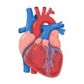 Flat vector illustration of human heart, human heart diagram, vector illustration of human heart Royalty Free Stock Photo