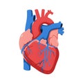 Flat vector illustration of human heart, human heart diagram, vector illustration of human heart Royalty Free Stock Photo
