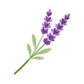 Flat vector illustration of lavender branches isolated on white, perfect for natural product designs Royalty Free Stock Photo