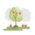 Flat vector illustration with orchard, apple tree, and ripe apples on the tree.