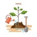Flat vector illustration with sapling process. Drawn gardening and seedling with green sprout, watering can and shovel in soil. Royalty Free Stock Photo