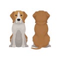 Flat vector illustration of sitting beagle dog. Small puppy with long ears and adorable muzzle. Domestic animal. Front