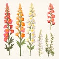 Flat Vector Infographic Of Snapdragon With Daisy Flowerheads