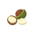 Flat vector of Macadamias isolated on white Royalty Free Stock Photo