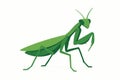 Flat vector mantis standing with folded legs and angular posture, green tone, vector-friendly, isolated on white Royalty Free Stock Photo