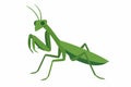 Flat vector mantis standing with folded legs and angular posture, green tone, vector-friendly, isolated on white Royalty Free Stock Photo