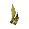 Flat vector of newly born butterfly on cocoon. Beautiful flying insect. Nature and botany theme Royalty Free Stock Photo