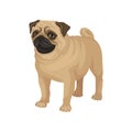 Flat vector portrait of standing pug puppy. Home pet. Small domestic dog with cute wrinkled face and curled tail Royalty Free Stock Photo
