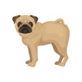 Flat vector portrait of standing pug puppy, side view. Small dog with round head, short muzzle and beige coat Royalty Free Stock Photo