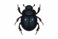 Flat vector scarab beetle with shining dark shell and symmetrical limbs, vector-friendly, isolated on white Royalty Free Stock Photo