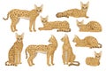 Flat vector set of African serval. Graceful wild cat with large ears and black spots on brown coat. Predatory animal