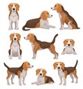 Flat vector set of beagle dog in different poses. Small hunting dog with brown-white coat and long ears. Puppy with cute