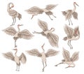 Flat vector set of beautiful red-crowned crane in different actions. Wild bird with long thin beak, legs and neck