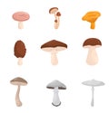 Flat vector set of different kinds of mushroom. Edible and deadly poisonous forest funguses. Elements for book or