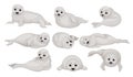 Flat vector set of funny gray seal pups in different poses. Animal of Arctic or Atlantic ocean. Marine mammal Royalty Free Stock Photo