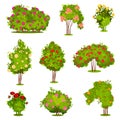 Flat vector set of roses bushes. Green shrubs with beautiful flowers. Garden plants. Natural landscape elements