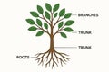 Flat vector tree with labeled parts: roots, trunk, branches, leaves, botanical style, isolated Royalty Free Stock Photo