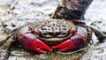 FLAT VIEW OF THE RED CLAW CRAB