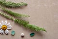 Flat view. Three green sprigs of a plant with chamomile and stones.