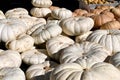 Flat White Boer Pumpkins