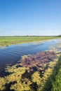 Dutch polder landscape with green meadows and ditches filled with water and duckweed Royalty Free Stock Photo