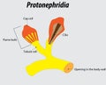 Flat worms urinary vector illustration drawing with layers labeled diagram