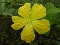 Flat yellow flower