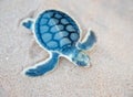 Flatback Sea Turtle From Above Royalty Free Stock Photo